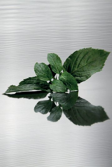 Fresh mint for the mojito cheesecake